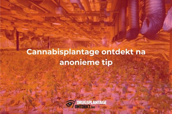 Veerle, Laakdal - Politiezone Geel-Laakdal-Meerhout ontdekt cannabisplantage na anonieme tip